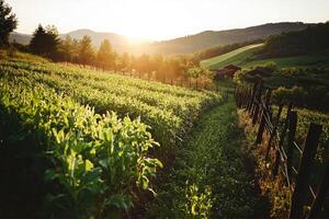 Cornfield at sunset, rural landscape photo