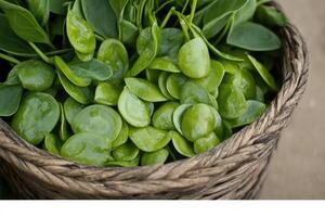 Fresh, vibrant, green leaves in a basket photo
