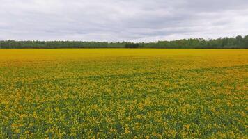 Aerial view of a vast yellow rapeseed flower field bordered by a dense green forest under an overcast sky, showcasing slow panoramic motion. video