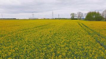 A vast yellow rapeseed field under a cloudy sky, with power lines, towers, and a moving vehicle. Sparse trees and a small structure are visible. video