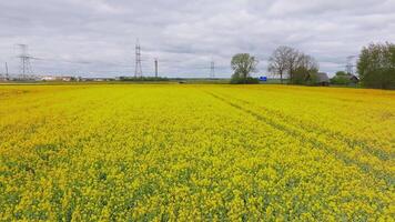 A wide field of yellow rapeseed flowers under a cloudy sky, with power lines, a small structure, trees, and a moving vehicle on a narrow path. video
