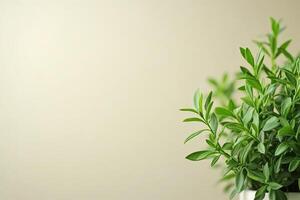 Fresh greenery plant on pale background photo
