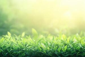 Lush green foliage bathed in sunlight photo