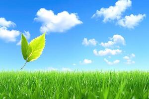 Green grass and sky with a leaf photo