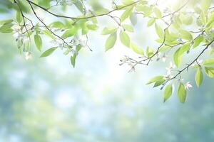 Spring blossoms in sunlight photo