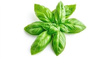 Fresh basil leaves arranged in a starburst pattern photo