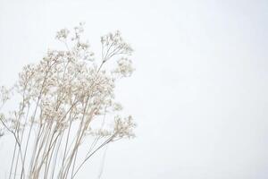 Delicate dried grasses against a soft backdrop photo