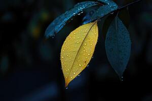 Yellow leaf with water droplets photo
