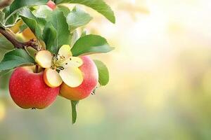 Apples and blossoms on branch photo