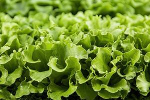 Close-up view of fresh, vibrant green lettuce leaves photo