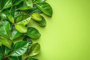 Fresh green leaves border on vibrant lime green background photo