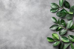 Fresh green leaves on a textured grey surface photo