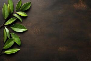 Fresh green leaves on dark background photo