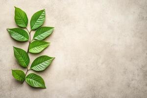 Fresh green leaves on a light beige surface photo