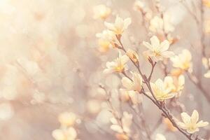 Delicate springtime blossoms photo