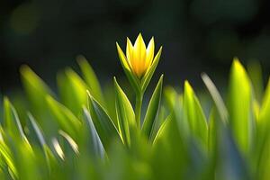 Single yellow flower amidst lush greenery photo