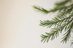 Close-up of delicate green foliage against a light background photo