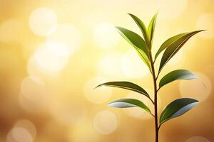 A young plant in golden light photo