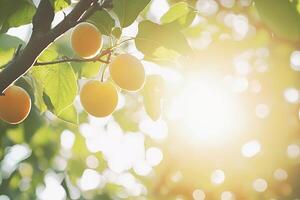 Ripe fruit on a branch, sunlight photo