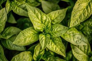 Close-up view of vibrant green leaves photo
