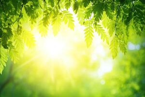 Lush green leaves framing sunlight photo