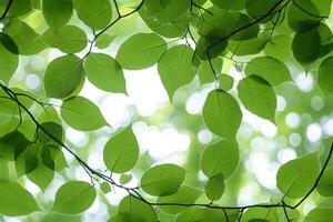Lush green leaves, sunlight filtering through photo