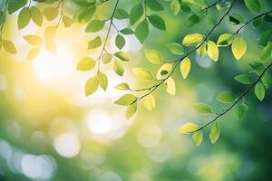 Sunlight filtering through fresh leaves photo