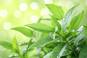 Fresh green leaves with morning dew photo