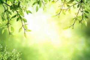 Fresh spring leaves in soft sunlight photo
