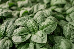 Close-up view of fresh, vibrant green leafy plants. Densely packed, healthy growth photo