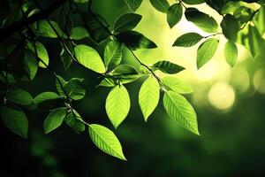 Sunlight filtering through vibrant green leaves photo