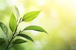 Fresh, vibrant leaves in soft sunlight photo