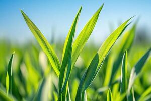 Fresh, vibrant green shoots of young plants photo
