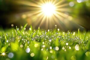 Green grass with dew drops and sun shining in the background photo