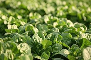 Lush green leafy greens field photo