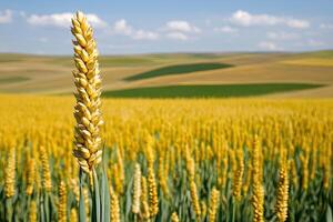 Golden Wheat Field photo