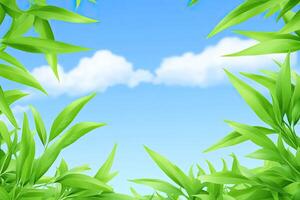 Lush Bamboo Framing a Clear Sky photo