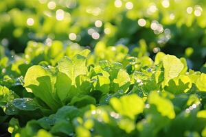 Fresh, vibrant young greens in sunlight photo