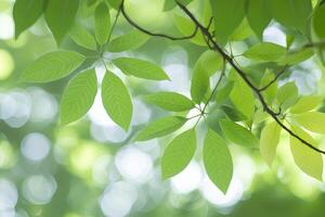 Fresh green leaves in soft focus photo