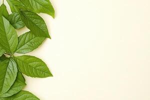 Fresh green leaves on pastel background photo