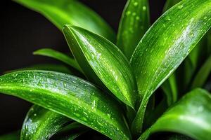 Close-up of vibrant green leaves with water droplets photo