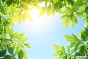 Fresh green leaves frame sunlight photo