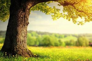 Lush Spring Meadow with Majestic Tree photo