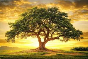 Majestic tree at golden sunset photo