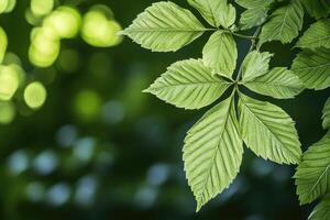 Fresh leaves in sunlight photo