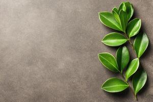 Fresh green leaves on a muted gray surface photo