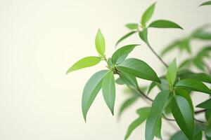 Close-up of vibrant green leaves on a plant branch. Fresh, healthy foliage against a light cream background photo