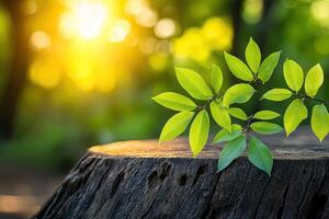 Fresh green leaves on a tree stump at sunrise photo