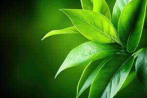 Vibrant green tea leaves photo