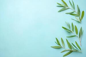 Fresh olive branches on a light blue background photo